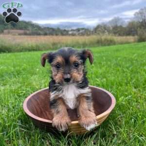 Willow, Yorkie Puppy